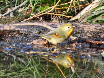 ソウシチョウ 埼玉県北部 2020年1月11日(土)