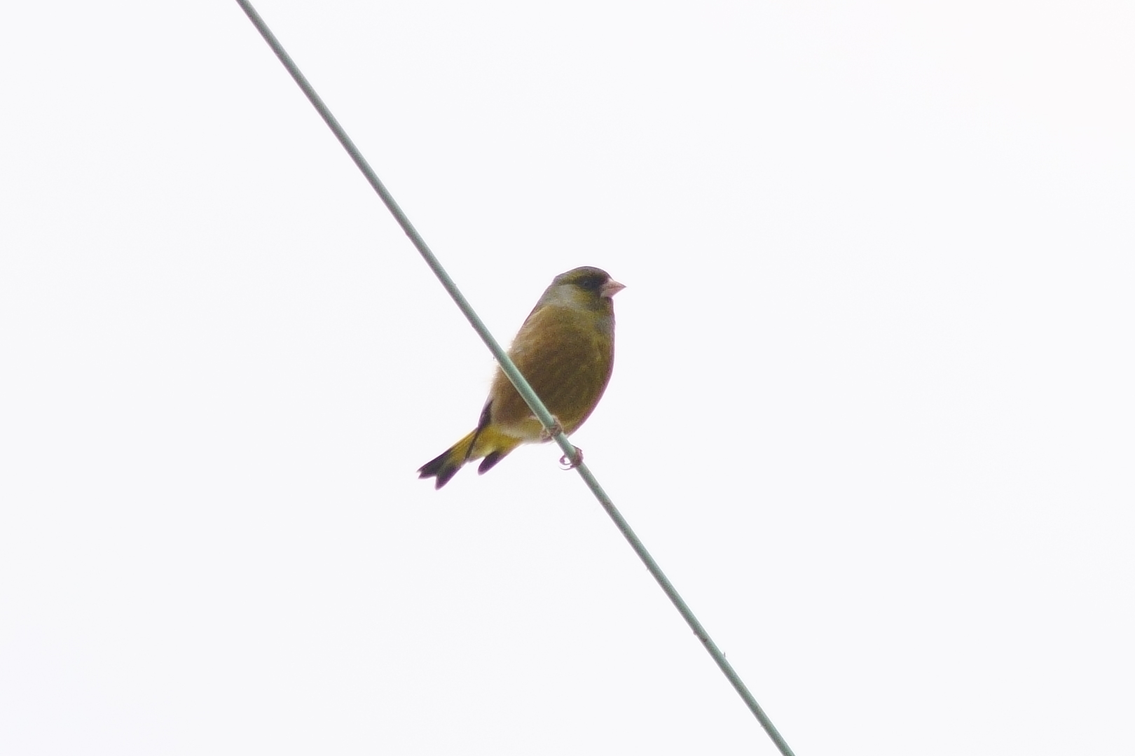 Photo of Grey-capped Greenfinch at 巨椋干拓地 by nearco