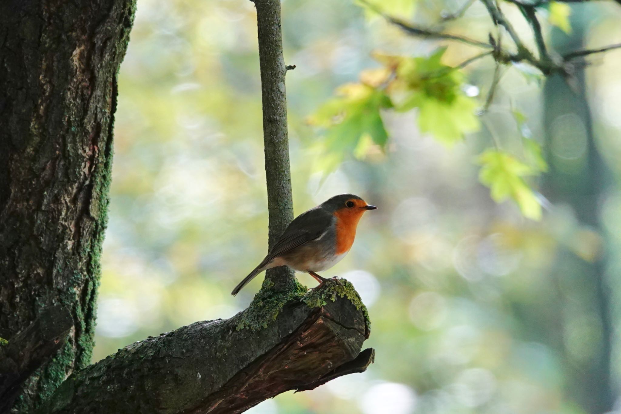 Photo of European Robin at Saint-Germain-en-Laye,France by のどか