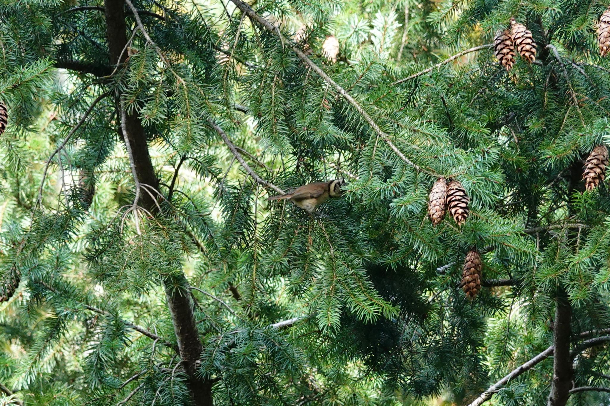 Photo of Crested Tit at Saint-Germain-en-Laye,France by のどか