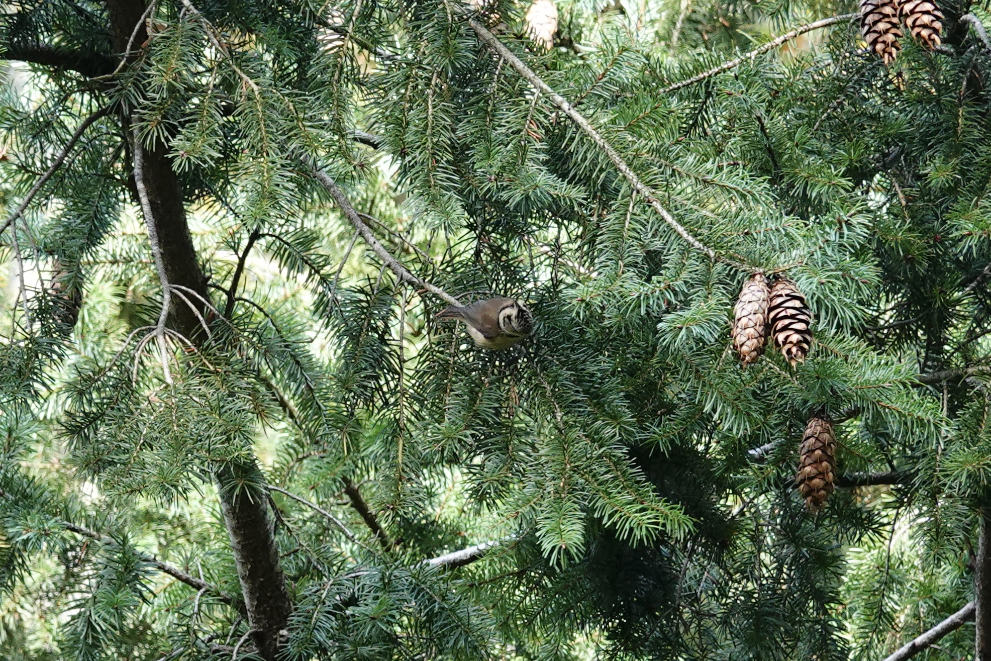 Photo of Crested Tit at Saint-Germain-en-Laye,France by のどか