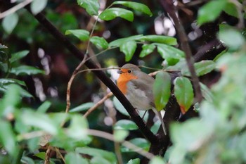 European Robin Saint-Germain-en-Laye,France Mon, 10/28/2019