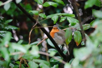 European Robin Saint-Germain-en-Laye,France Mon, 10/28/2019