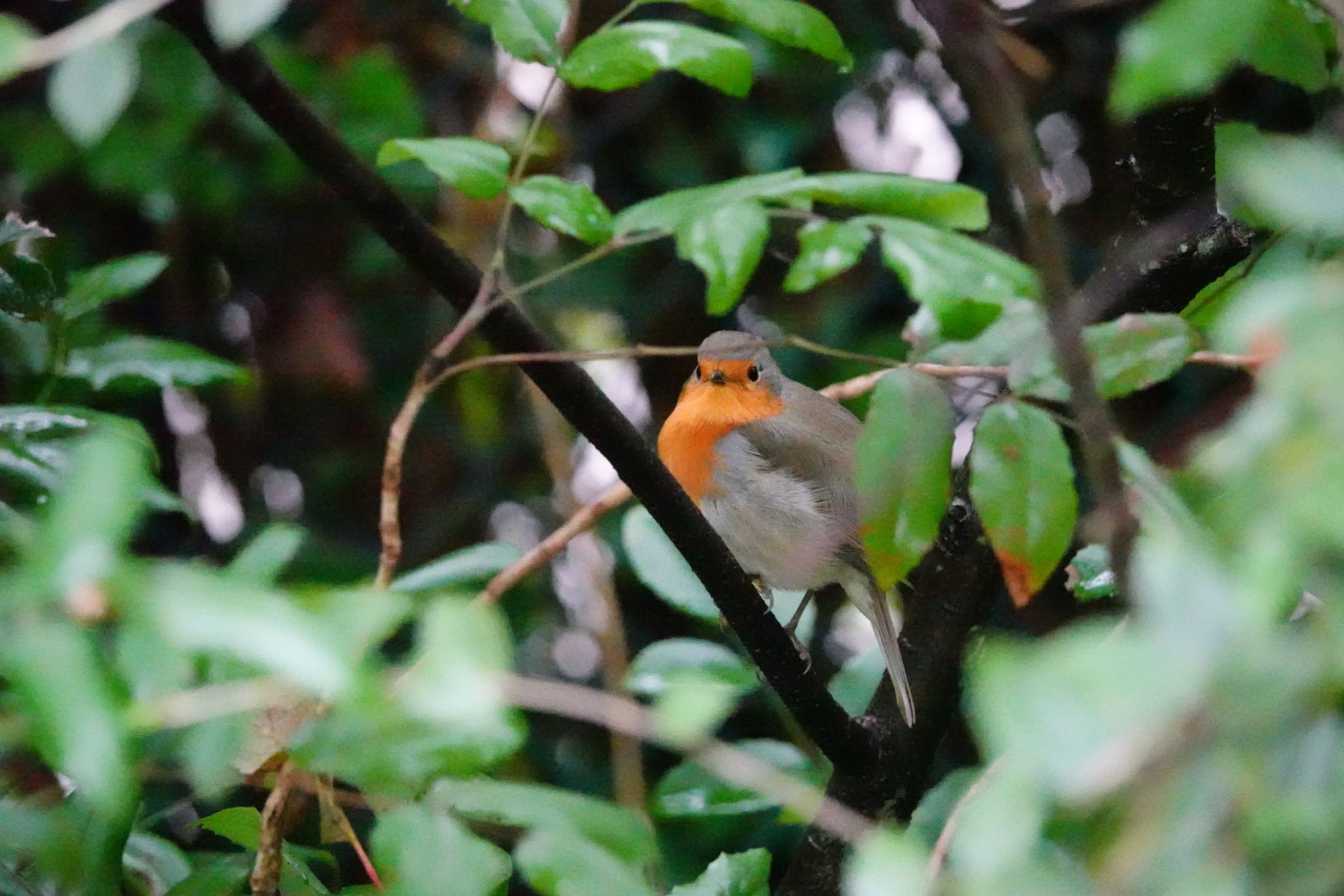 Photo of European Robin at Saint-Germain-en-Laye,France by のどか