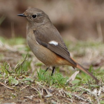 Daurian Redstart 稲佐山 Thu, 1/9/2020