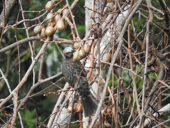 Brown-eared Bulbul 稲佐山 Thu, 1/9/2020