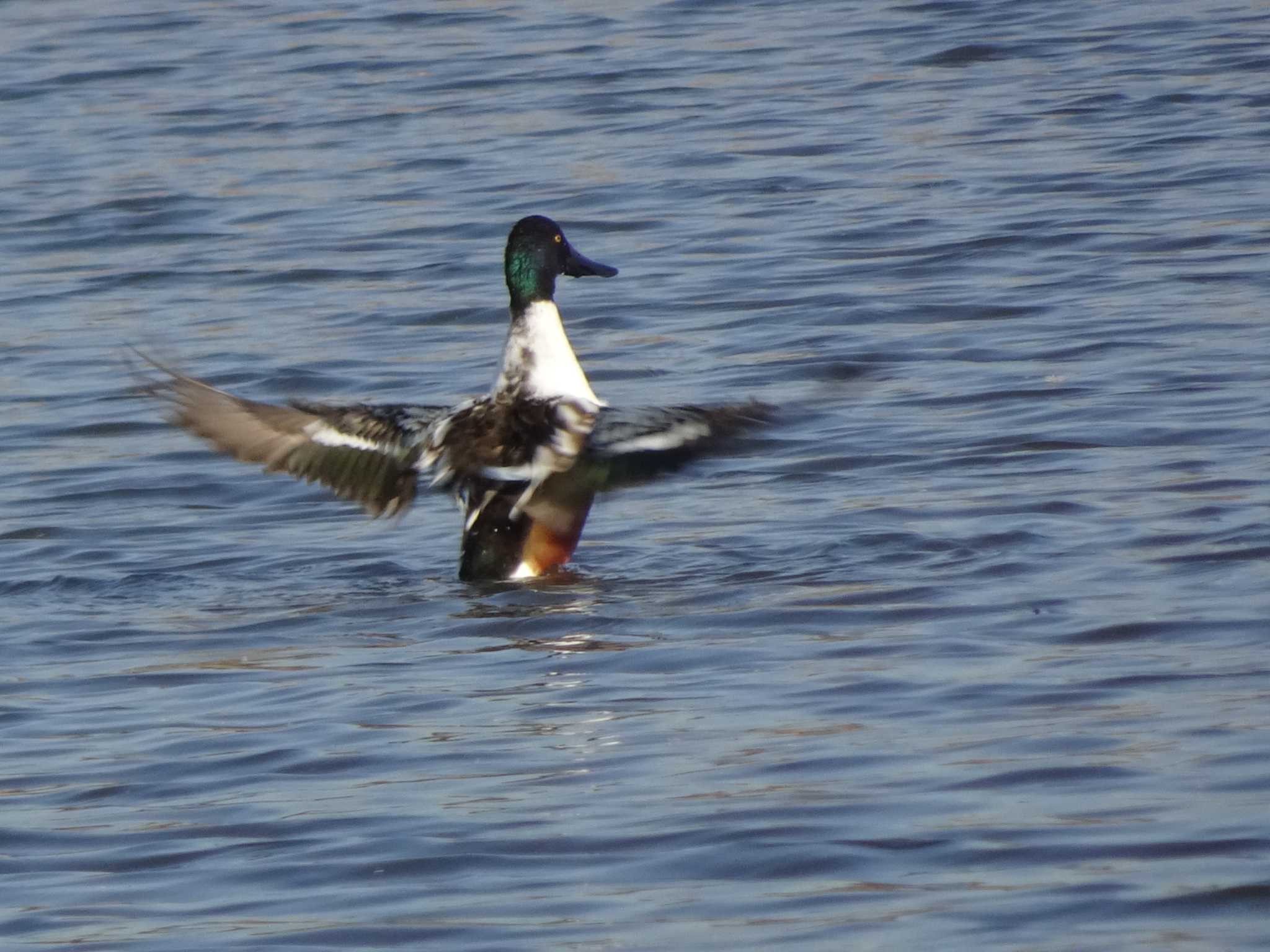 Photo of Northern Shoveler at Shin-yokohama Park by Kozakuraband