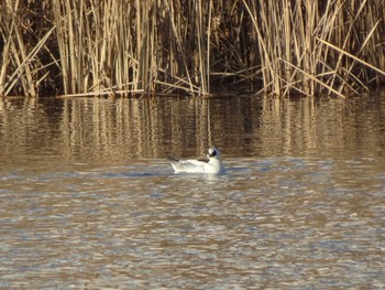 2020年1月11日(土) 新横浜公園の野鳥観察記録