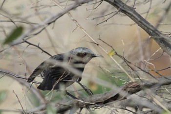 2020年1月11日(土) 五主海岸の野鳥観察記録