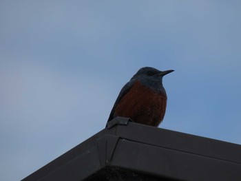 Blue Rock Thrush 平城宮跡 Sat, 12/14/2019