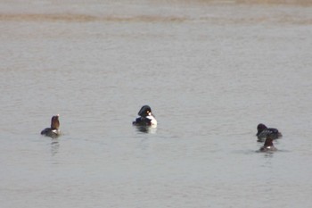 2010年1月30日(土) 安濃川河口の野鳥観察記録