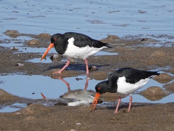 Eurasian Oystercatcher 安濃川河口 Sat, 1/11/2020