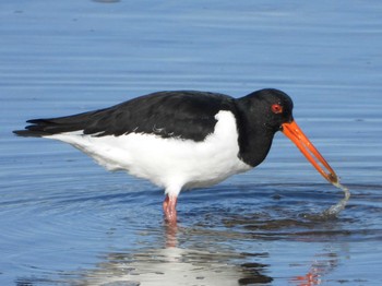 Eurasian Oystercatcher 安濃川河口 Sat, 1/11/2020