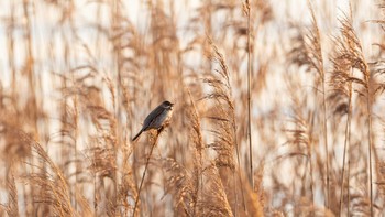 2020年1月11日(土) ふなばし三番瀬海浜公園の野鳥観察記録