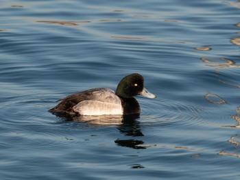 スズガモ ふなばし三番瀬海浜公園 2020年1月11日(土)