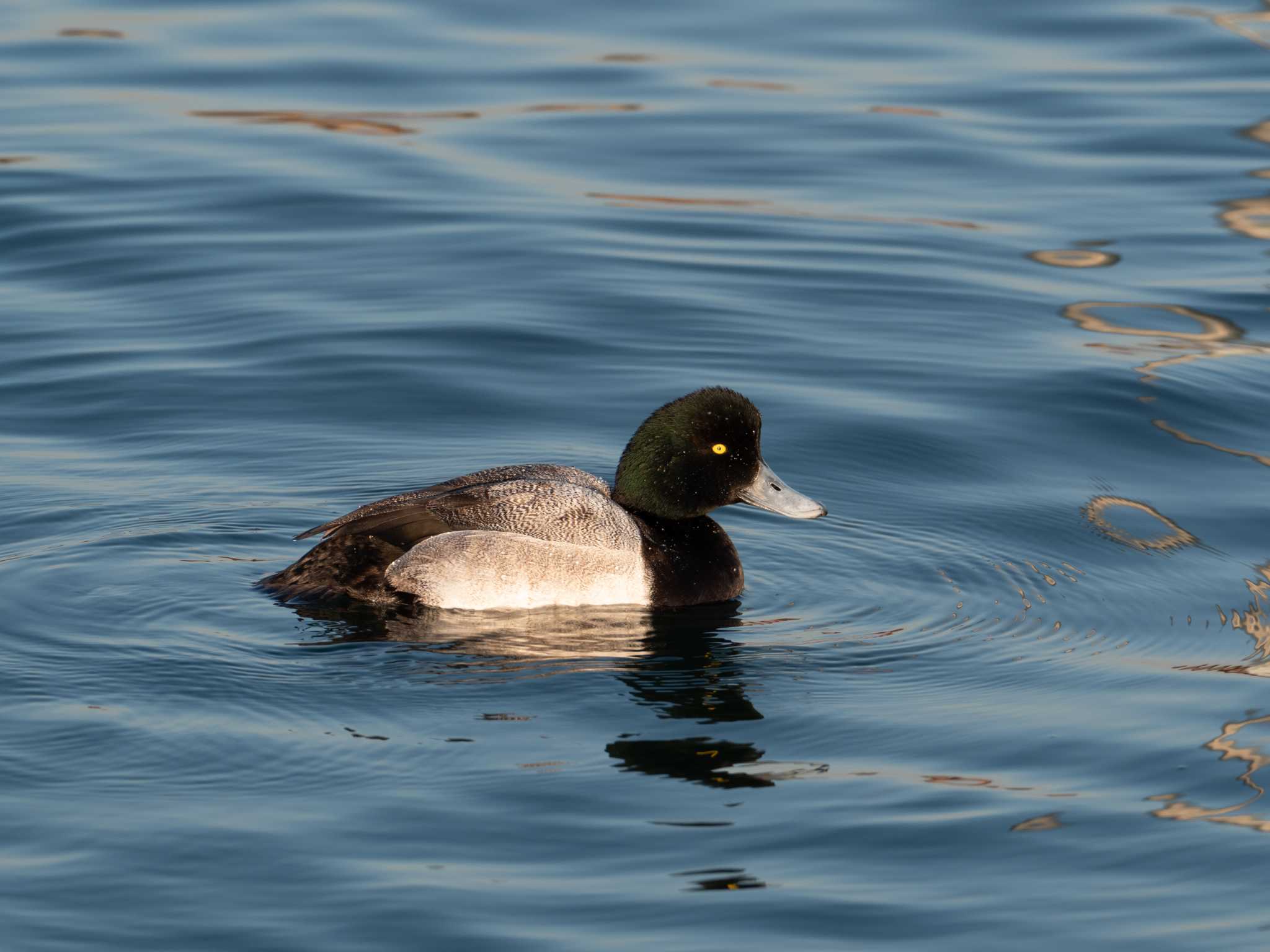 ふなばし三番瀬海浜公園 スズガモの写真 by Kazuki Hizu