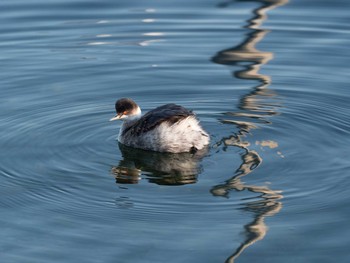 ハジロカイツブリ ふなばし三番瀬海浜公園 2020年1月11日(土)