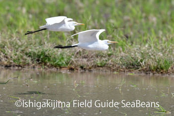 アマサギ 石垣島 2020年1月11日(土)