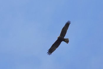 Western Marsh Harrier Saint-Germain-en-Laye,France Mon, 10/28/2019