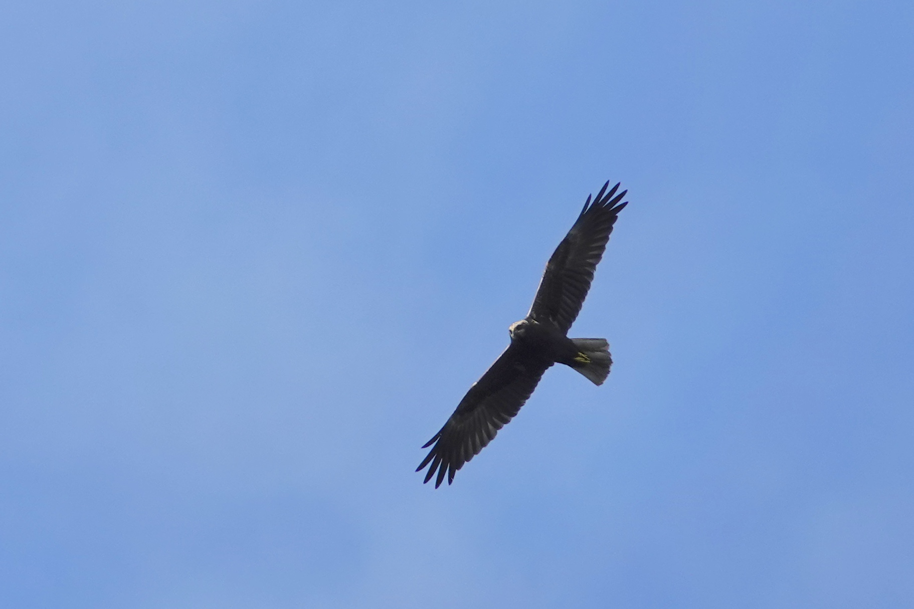 Photo of Western Marsh Harrier at Saint-Germain-en-Laye,France by のどか