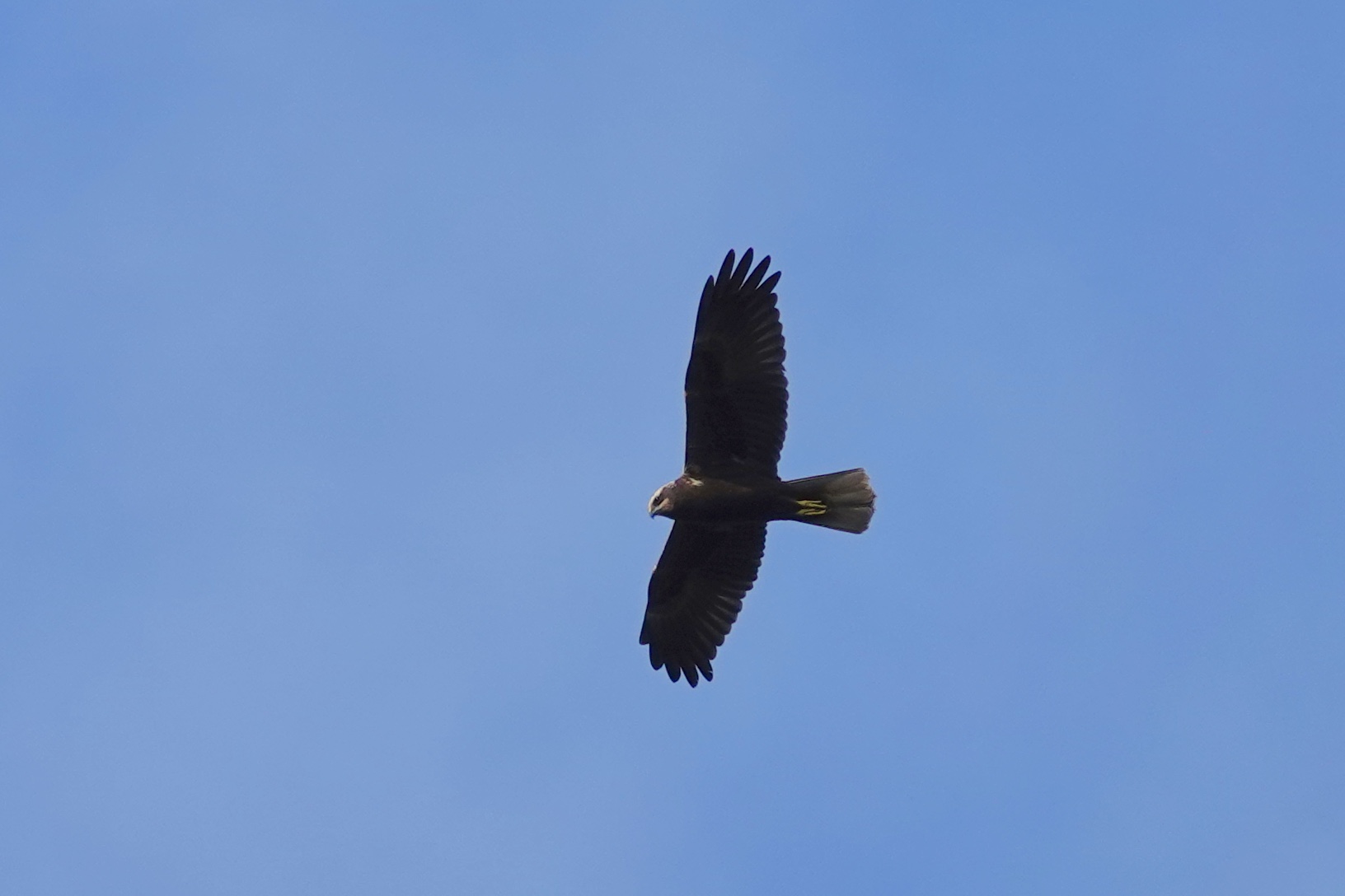 Photo of Western Marsh Harrier at Saint-Germain-en-Laye,France by のどか