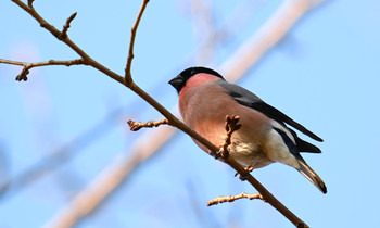 Eurasian Bullfinch(rosacea) 東京都多摩地域 Sat, 1/11/2020