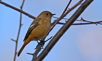 Daurian Redstart 東京都多摩地域 Sat, 1/11/2020