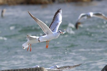 ユリカモメ 多摩川 2020年1月11日(土)