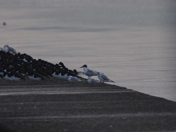 2020年1月12日(日) ふなばし三番瀬海浜公園の野鳥観察記録