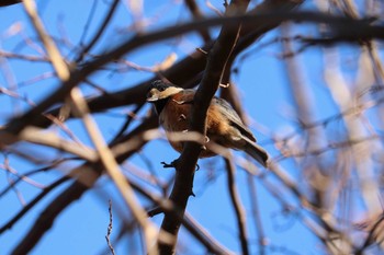 2020年1月9日(木) 三ツ池公園(横浜市鶴見区)の野鳥観察記録