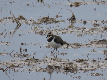 Northern Lapwing 千葉県 Sat, 1/11/2020