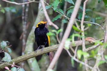 Regent Bowerbird O'Reilly's Rainforest Retreat Sat, 12/28/2019