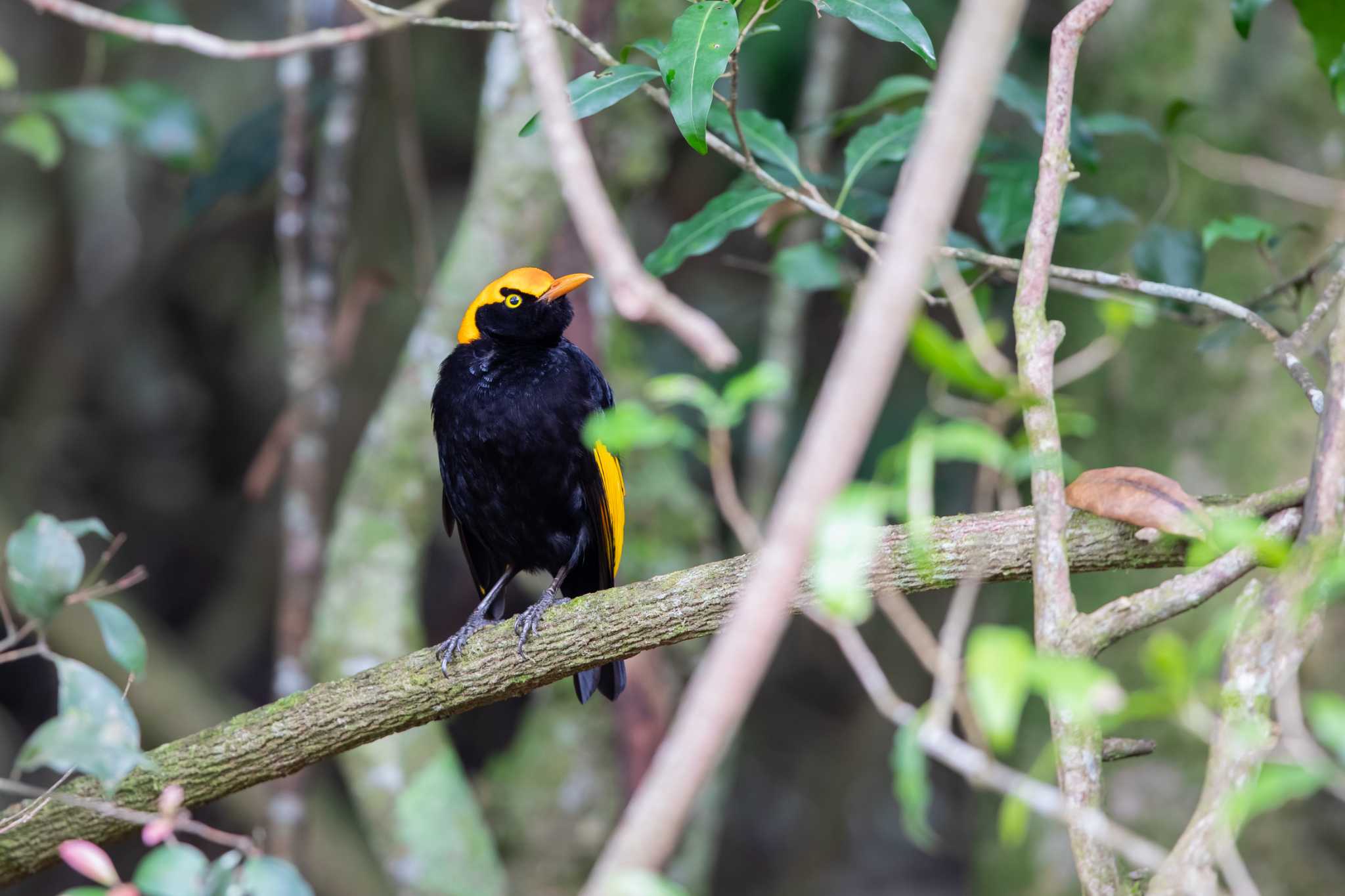 Regent Bowerbird