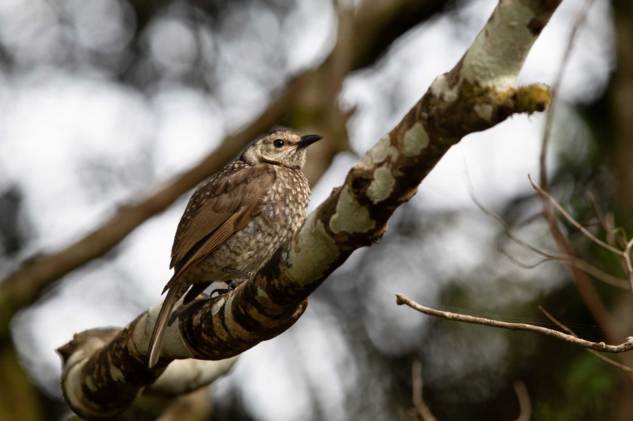 Photo of Regent Bowerbird at O'Reilly's Rainforest Retreat by Trio