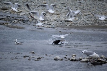 2020年1月11日(土) 多摩川二ヶ領宿河原堰の野鳥観察記録