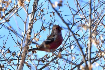 Siberian Long-tailed Rosefinch 大阪市 Sat, 1/11/2020