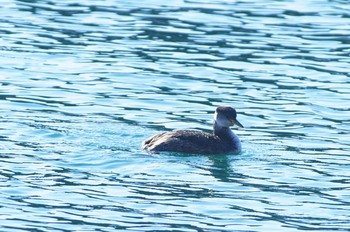 Red-necked Grebe