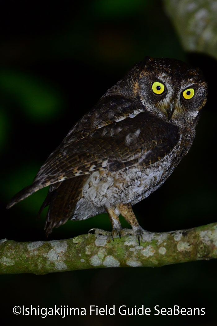 Photo of Ryukyu Scops Owl at Ishigaki Island by 石垣島バードウオッチングガイドSeaBeans