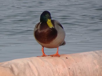 2020年1月12日(日) 相模原沈殿池の野鳥観察記録