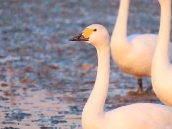 コハクチョウ 本埜村白鳥の郷 2020年1月11日(土)