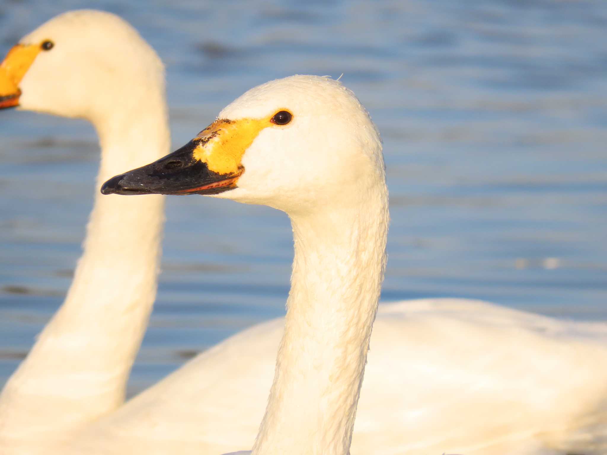 本埜村白鳥の郷 コハクチョウの写真 by チュウダイサギ