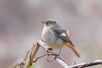 2020年1月11日(土) 東京港野鳥公園の野鳥観察記録