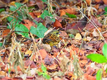 2020年1月12日(日) 新宿御苑の野鳥観察記録