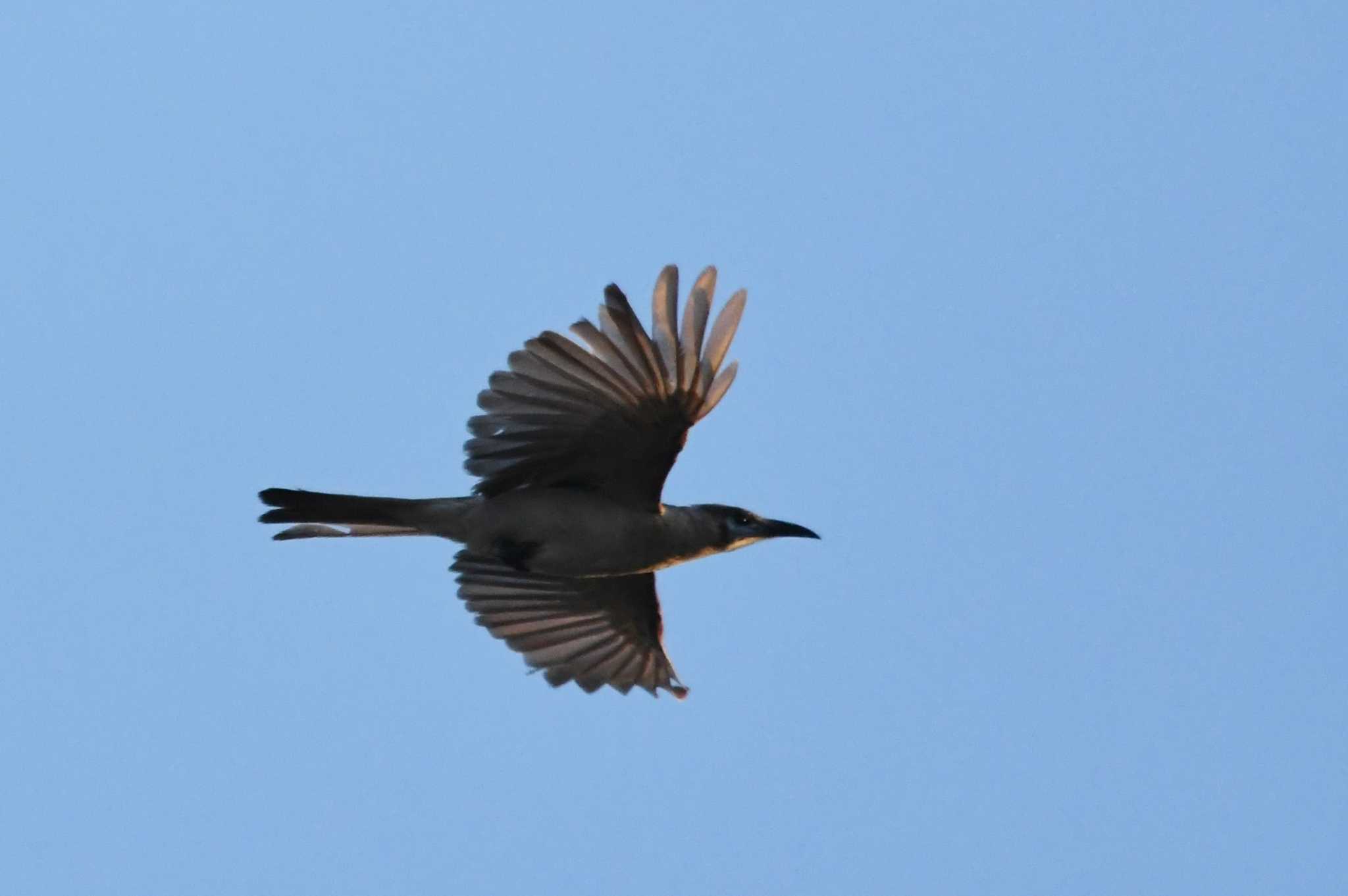 Little Friarbird