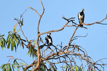 Magpie-lark オーストラリア Mon, 10/14/2019