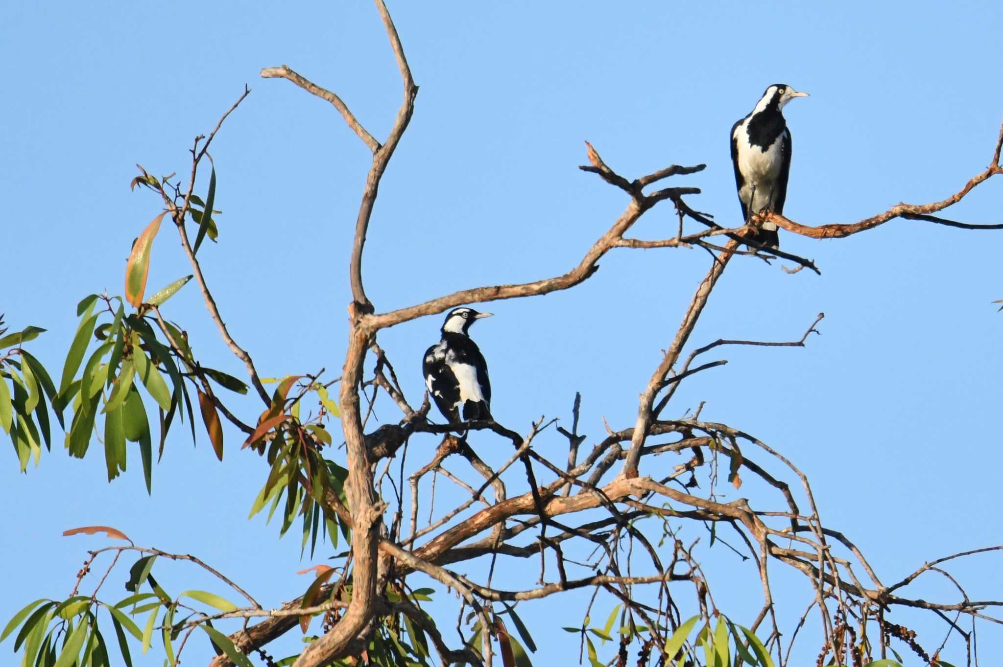 Magpie-lark