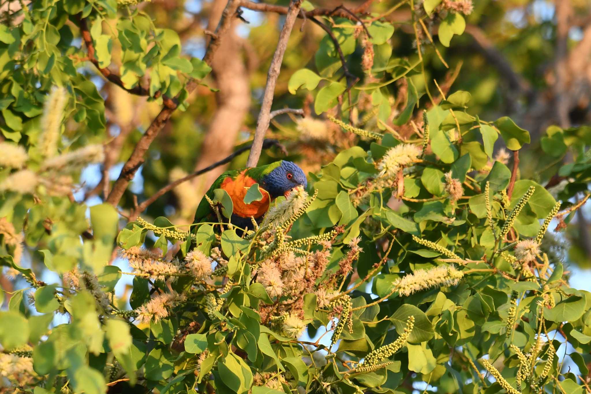 オーストラリア ゴシキセイガイインコの写真 by あひる