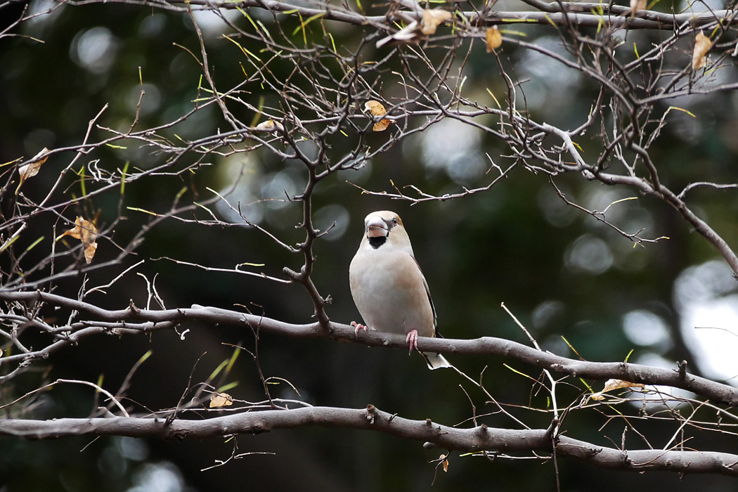 Photo of Hawfinch at 井の頭恩賜公園 by ぴくるす
