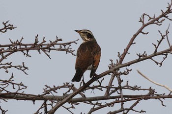 2020年1月12日(日) 北海道　函館市　函館空港脇の野鳥観察記録