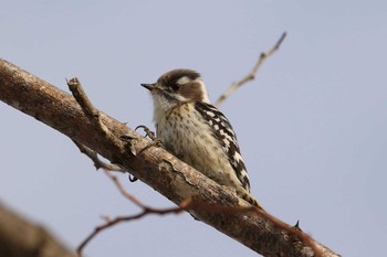 Japanese Pygmy Woodpecker(seebohmi) 北海道　函館市　函館空港脇 Sun, 1/12/2020